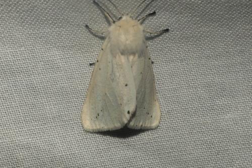 Réf. 268 507 : Spilosoma lubricipeda